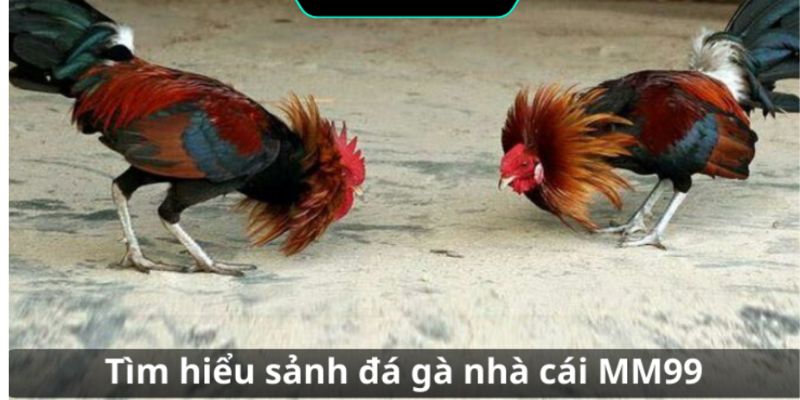 sanh-da-ga-mm99