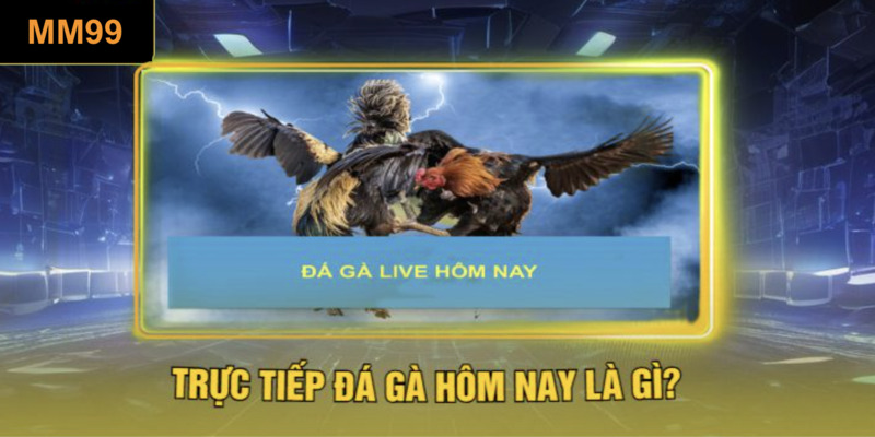 truc-tiep-da-ga-hom-nay