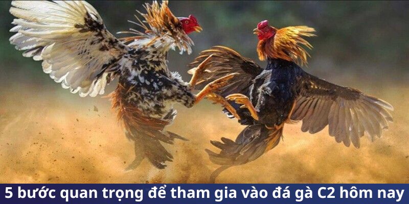 5-buoc-quan-trong-tham-gia-da-ga-c2-hom-nay
