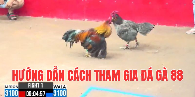 cach-theo-doi-truc-tiep-tai-da-ga-88