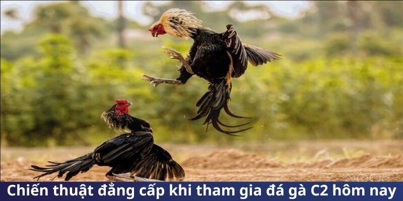 chien-thuat-dang-cap-tham-gia-da-ga-c2-hom-nay