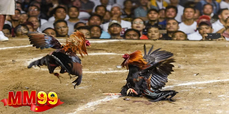 hinh-thuc-choi-ga-truc-tiep-cuc-hap-dan