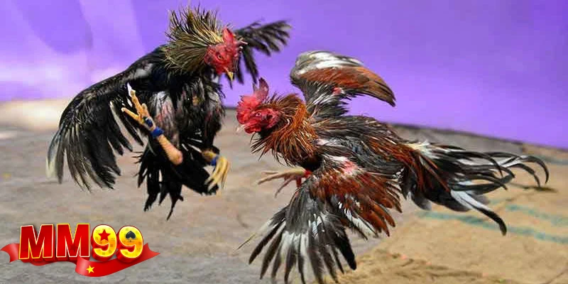 kinh-nghiem-choi-ga-mm99