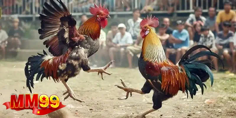 thong-tin-co-ban-ve-da-ga-truc-tiep-mm99