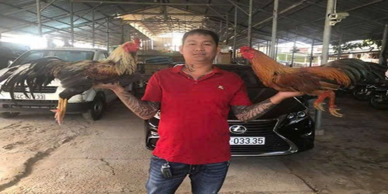 thong-tin-ve-tran-da-ga-24-ty