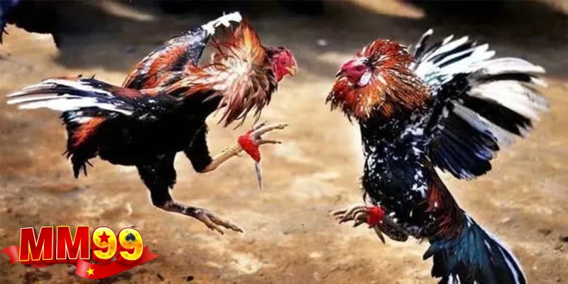 uu-diem-cua-da-ga-truc-tiep-mm99