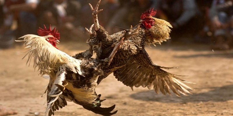 bi-kip-cuoc-da-ga-c3-luon-thang