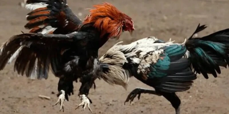 chien-thuat-choi-ke-khi-choi-da-ga-long