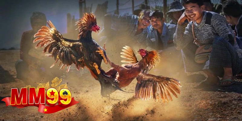 cac-the-loai-da-ga-mm99-duoc-yeu-thich-nhat