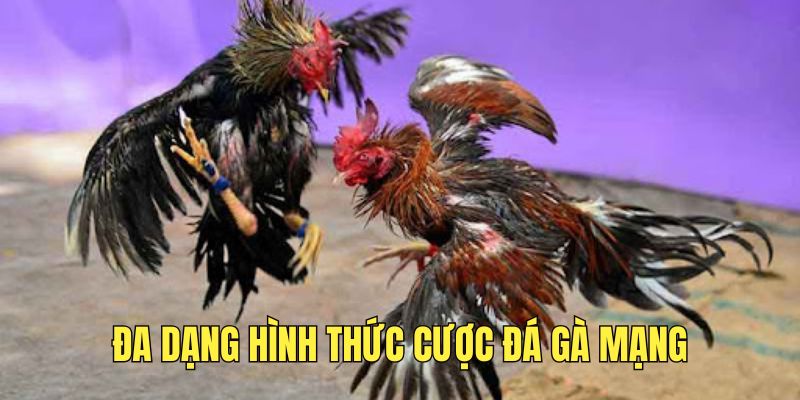 da-dang-hinh-thuc-ca-cuoc-noi-bat