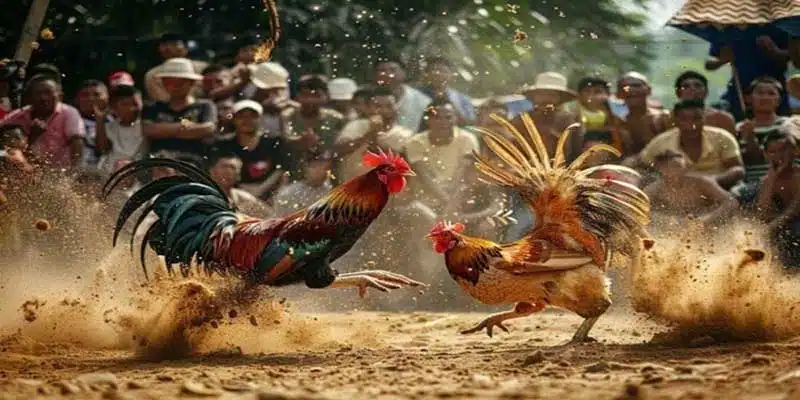 da-ga-peru-he-thong-keo