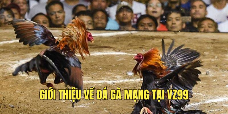 tim-hieu-ve-bo-mon-da-ga-mang-hap-dan