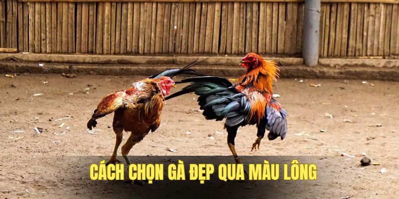 cach-chon-ga-choi-dep-long