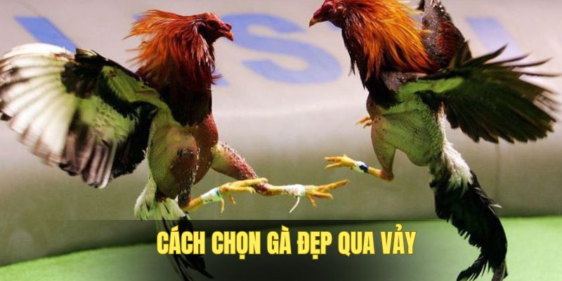 cach-chon-ga-choi-dep-qua-vay