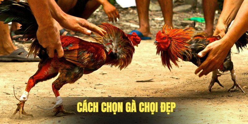 cach-chon-ga-choi-dep-thumb