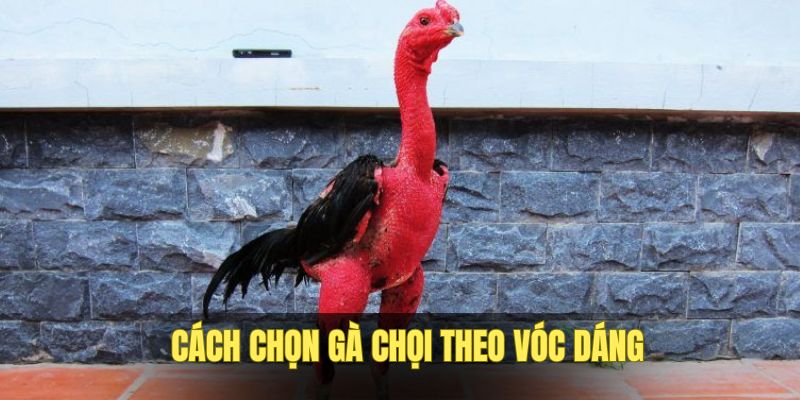 cach-chon-ga-choi-dep-voc-dang