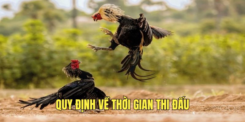 Đá Gà Tre Thomo - Siêu Phẩm Thu Hút Đông Đảo Bet Thủ MM99 2 luat-thoi-gian-thi-dau-tai-da-ga-tre-thomo