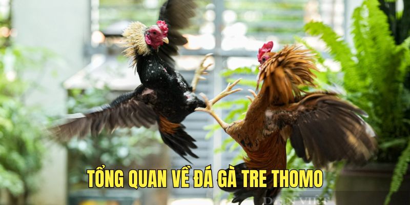 tim-hieu-thong-tin-ve-da-ga-tre-thomo