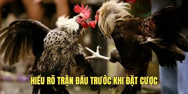 Đá Gà Tre Thomo - Siêu Phẩm Thu Hút Đông Đảo Bet Thủ MM99 3 truoc-khi-dat-cuoc-can-hieu-ro-tran-dau-tham-gia