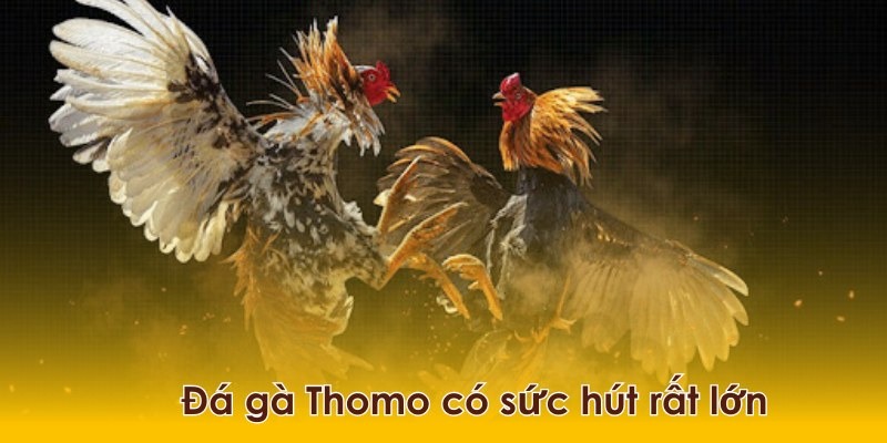 Đá Gà Tre Thomo – Loại Hình Cá Cược Hấp Dẫn 2 nhung-uu-diem-noi-bat-cua-da-ga-tre-thomo