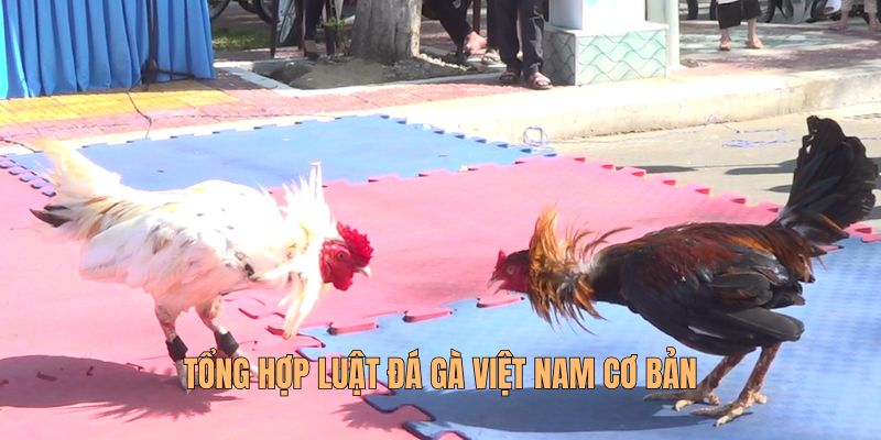 Đá Gà Việt Nam Với Luật Chơi Và Cách Trải Nghiệm Hiện Đại 2 da-ga-viet-nam-luat