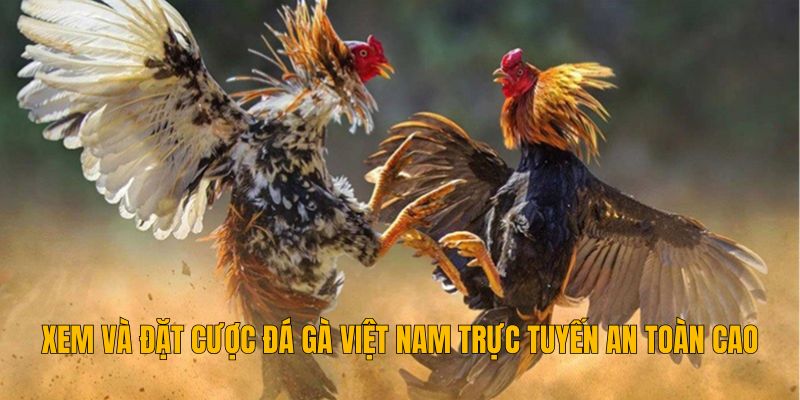 Đá Gà Việt Nam Với Luật Chơi Và Cách Trải Nghiệm Hiện Đại 4 dat-cuoc-da-ga-viet-nam