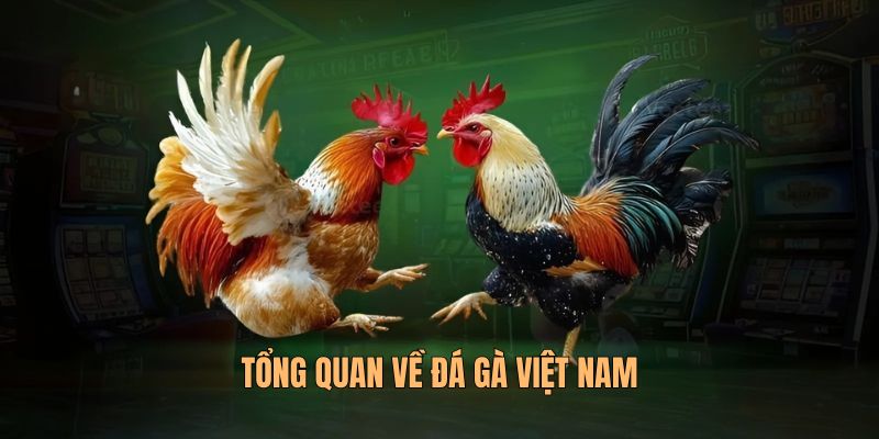 Đá Gà Việt Nam Với Luật Chơi Và Cách Trải Nghiệm Hiện Đại 1 tong-quan-ve-da-ga-viet-nam